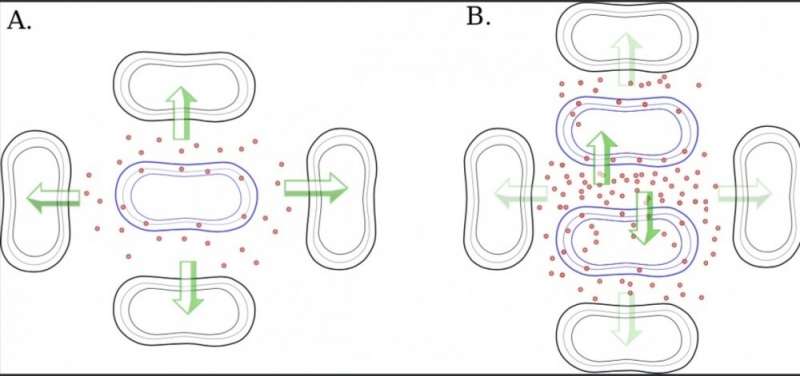 In the diagram, image B illustrates the situation in which E. coli bacteria with PHO-constitutive mutations (in blue) form clusters to share nutrients (glycerol, represented by red dots) and flourish in a population of wild-type bacteria (in black). In image A, the quantity of glycerol produced by the mutant and diffused to neighboring wild-type cells is insufficient to enable the colony to grow. Credit: BMC Biology Bacterial competition in situations of food scarcity prevents survival of mutants