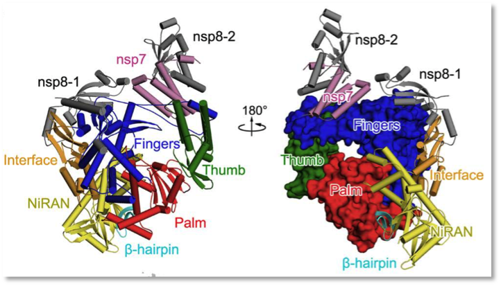 △新冠病毒RNA聚合酶与非结构蛋白nsp7和nsp8形成复合体的三维结构