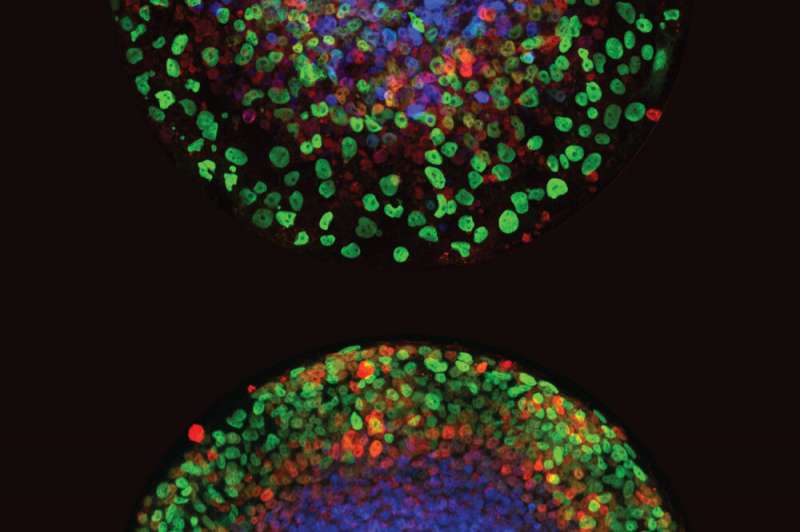 Credit: Min “Mia” Yang New findings to boost IVF success rates