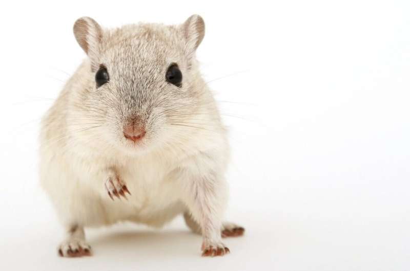 Credit: CC0 Public Domain mice