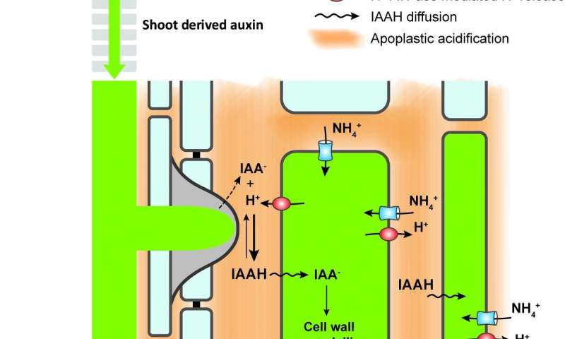 Localized ammonium supply enhances the import and accumulation of shoot-derived auxin into the root vasculature, generating an auxin source for lateral auxin movement. AMT-dependent ammonium uptake stimulates proton release, leading to apoplastic acidification and protonation of auxin (IAA) to IAAH, which diffuses from the vasculature to outer root cells overlaying lateral root primordia. Facilitated import of protonated auxin into cortical and epidermal cells enhances expression of cell wall loosening enzymes, decreasing the mechanical resistance required for lateral root emergence. Credit: IPK/ Ying Liu Ammonium triggers formation of lateral roots