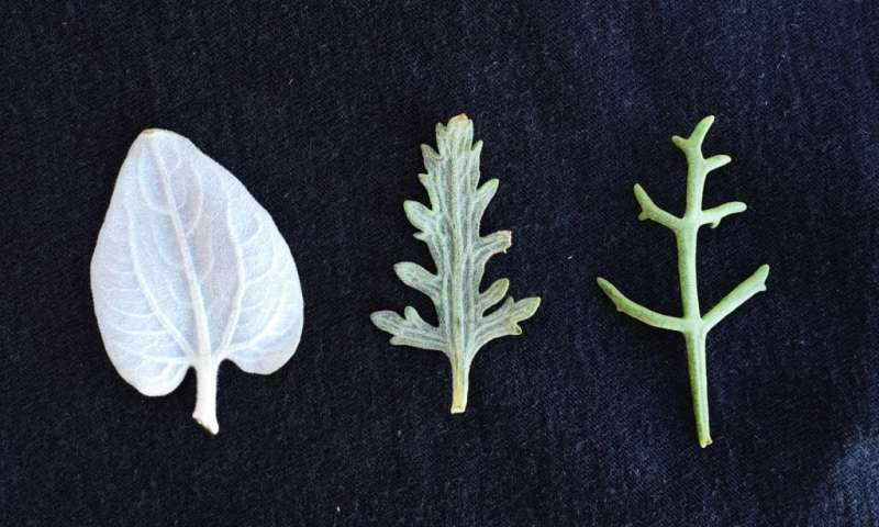 Leaves from the the desert species, the hybrid and the dune species. Credit: Florida International University Natural selection helps maintain plant diversity, research finds