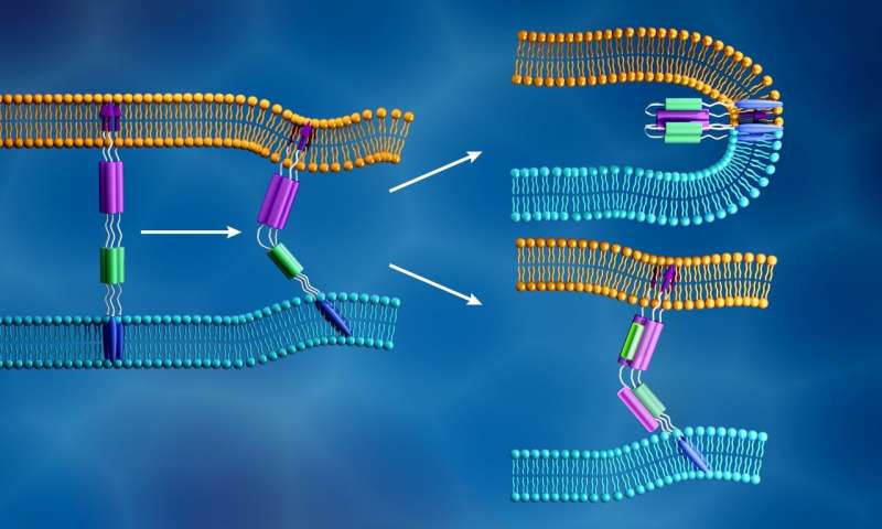 The novel coronavirus membrane (light blue) and the human cell membrane (orange) merge together when the viral S2 subunit’s fusion peptide (purple arrows) inserts into the cell membrane and a different component of the S2 subunit (purple and green) folds to form a tight structure, as shown in the top right. In contrast, as illustrated in the bottom right, fusion inhibitors are designed to prevent viral infection by disrupting this process. Credit: ORNL/Jill Hemman Neutrons probe biological materials for insights into COVID-19 virus infection