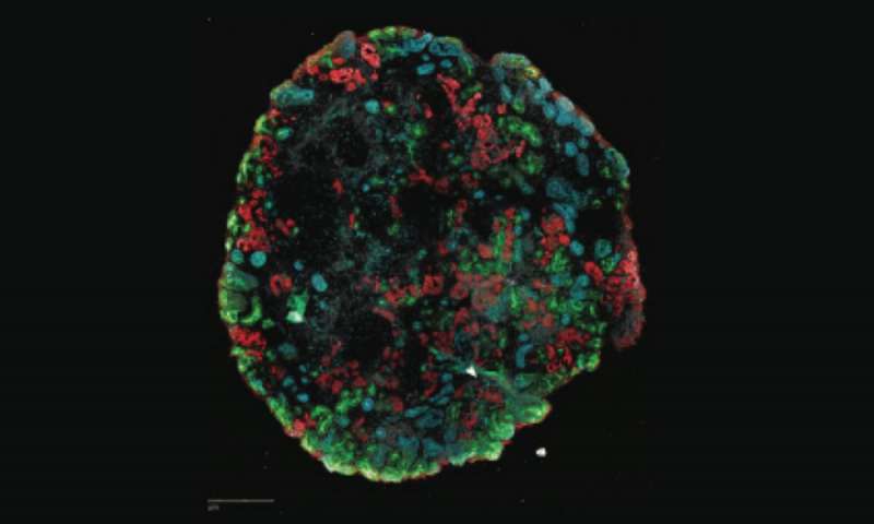 Organoids emerge as powerful tools for disease modeling and drug discovery