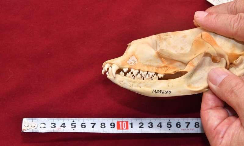 Skull and jaw demonstrating the highly specialized, comb-like teeth of the Baikal seal that allow them to expel water while retaining prey during high-speed hunting. This together with their small size compared to most other seals, allows them to achieve a net energy gain from the tiny crustaceans that make up a large part of their diet. Credit: NIPR Mystery of Siberian freshwater seal food choice solved