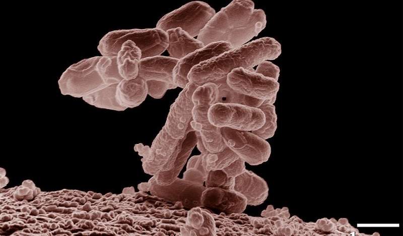 In an article published in <i>BMC Biology</i>, Brazilian researchers compare the phenomenon observed in the species E. coli to a “tragedy of the commons”, in which individual interests take precedence over the collective good. According to the authors, it masks the emergence of bacterial variants and makes the colony’s mutation rate appear lower. Credit: Wikimedia Commons Bacterial competition in situations of food scarcity prevents survival of mutants
