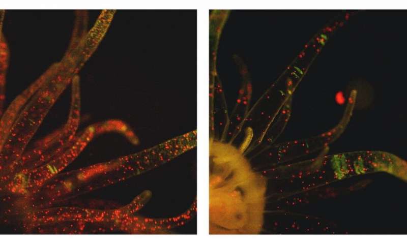 Fluorescent photographs of Aiptasia polyps 3 days after culturing with symbiont cells in different treatments, neither symbionts nor polyps exposed to high temperature (32?°C) for 3 days (left), only symbionts exposed to high temperature (right). Credit: NIBB A factor limiting recovery from bleaching in corals