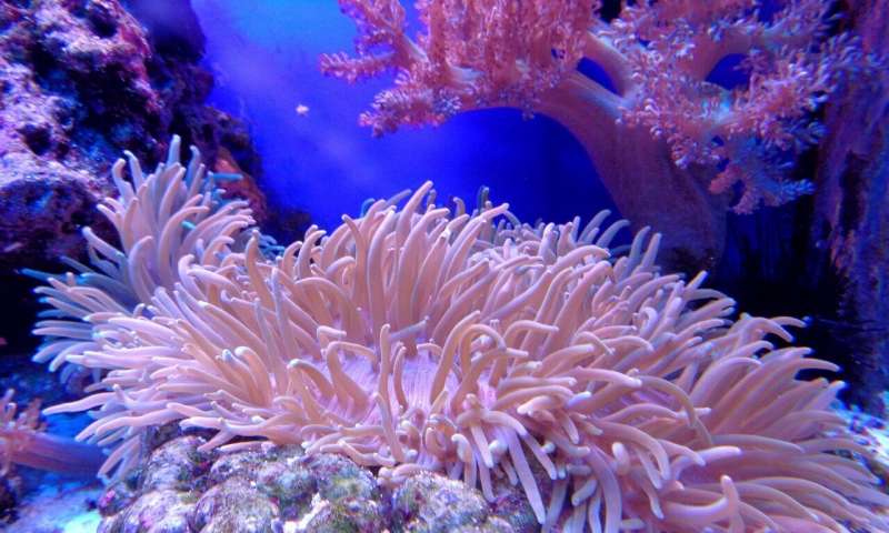 Credit: CC0 Public Domain coral reef