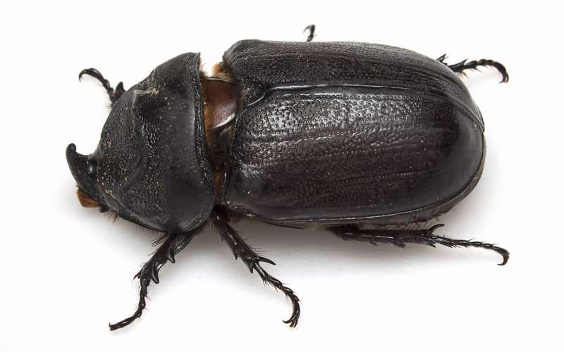 A close-up shot of the coconut rhinoceros beetle. CC0. Credit: University of Queensland 'Unshackled' palm-destroying beetles could soon invade Australia