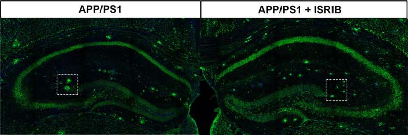 The compound ISRIB shrank plaques in the brain in a mouse model of Alzheimer’s disease (right, rectangle). Credit: M.M. Oliveira et al., Science Signaling (2021) Scientists find promising avenue to restore cognitive function impaired by Alzheimer's disease