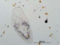 Newswise: New studies show how to save parasites and why it’s important