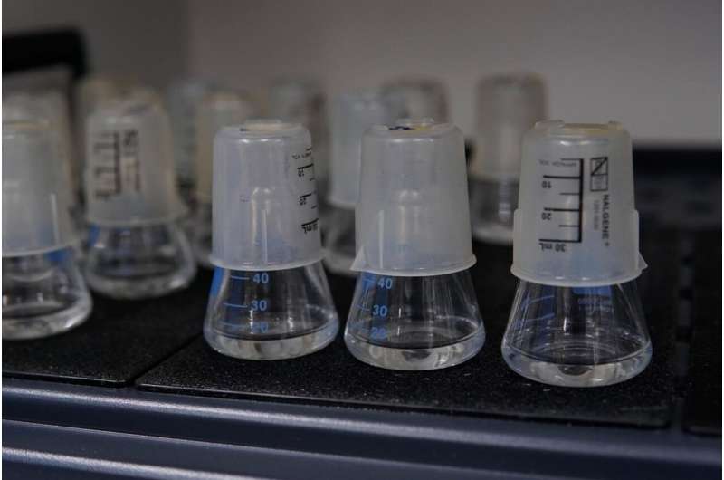 Trained and untrained phages are pitted against bacteria in battleground flasks to evaluate which is more effective at killing. Credit: Meyer Lab, UC San Diego Trained viruses prove more effective at fighting antibiotic resistance