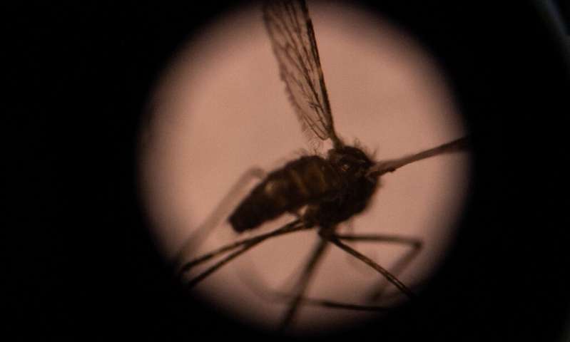 The Anopheles gambiae group of mosquito species are currently the main drivers of malaria's spread in Africa