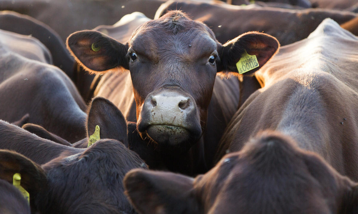 cow.jpg