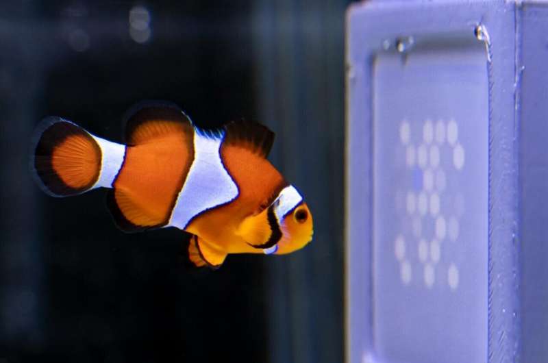 A clownfish watching the UQ-developed ultraviolet 'television' display in an experiment. Credit: The University of Queensland Ultraviolet 'television' for animals helps us better understand them