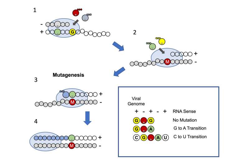 Mutagenesis Model of Molnupiravir. SARS-CoV-2 polymerase (oval) mediated nucleotide incorporation into the RNA primer (grey circles)/template (white circles). Plus and minus sense indicate RNA sense. A, C, G, and U refer to natural nucleotide bases and M refers to the active forms of molnupiravir. Three small circles indicate the triphosphate form of nucleotides. (1) Molnupiravir competes with CTP for incorporation during synthesis of the negative RNA strand (copy of the genome). (2) When embedded in the template, molnupiravir base-pairs with either ATP or GTP. (3) Incorporation of ATP results in mutagenesis. (4) The mutation is fixed as RNA synthesis continues. The boxed information provides a summary of events that lead to drug-induced G to A and C to U transition mutations. Credit: Matthias Gotte Lab reveals how an oral antiviral drug confuses the replication machinery of SARS-CoV-2