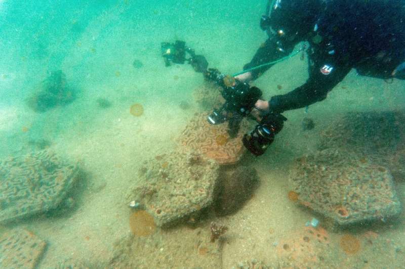 A marine scientist diver from the University of Hong Kong swims above a cuttlefish protecting her eggs inside an artificial 3D-printed clay seabed A marine scientist diver from the University of Hong Kong swims above a cuttlefish protecting her eggs inside an artificial 3D-p