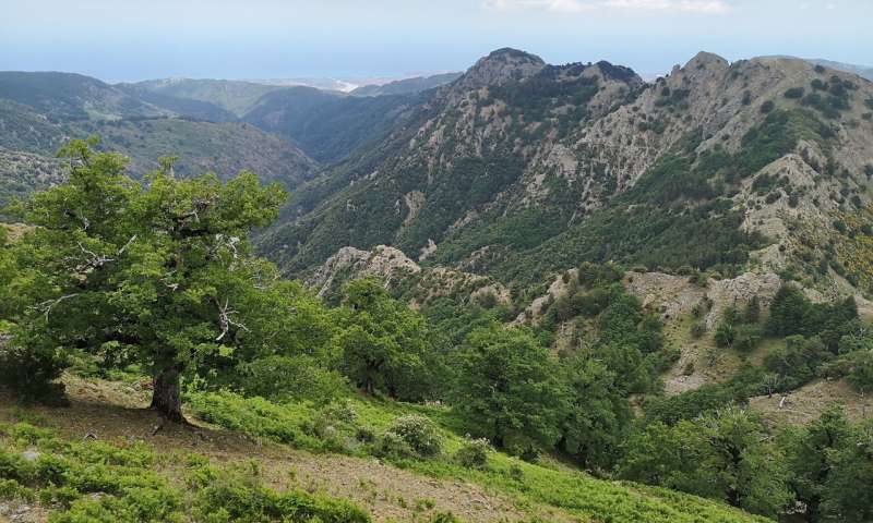 Landscape view of the open forest landscape dominated by ancient sessile oaks in the Alto Aspromonte. Credit: Gianluca Piovesan Oldest radiocarbon dated temperate hardwood tree in the world discovered at the Aspromonte National Park, southern Italy