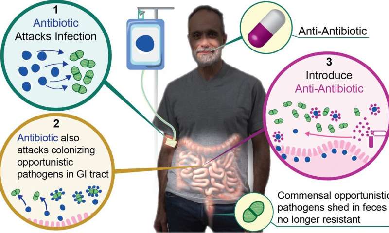 Researchers have found that an inexpensive, FDA-approved drug for treating cholesterol -- cholestyramine -- taken in conjunction with an antibiotic prevents the antibiotic from driving antimicrobial resistance in the gut. Credit: Andrew Cheshire, Penn State 'Anti-antibiotic' allows for use of antibiotics without driving resistance