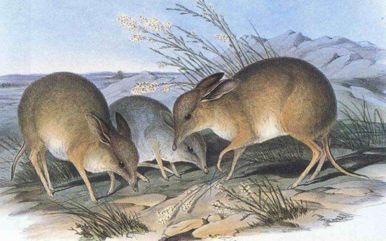 Pig-footed bandicoot (C<i>haeropus</i>), part a genus of mammals last seen in Australia in the 1950s. Credit: John Gould's "The Mammals of Australia," sourced from <a href="https://commons.wikimedia.org/wiki/File:PigFootedBandicoot.jpg">Wikimedia Commons</a> New species extinction target proposed for global nature rescue plan