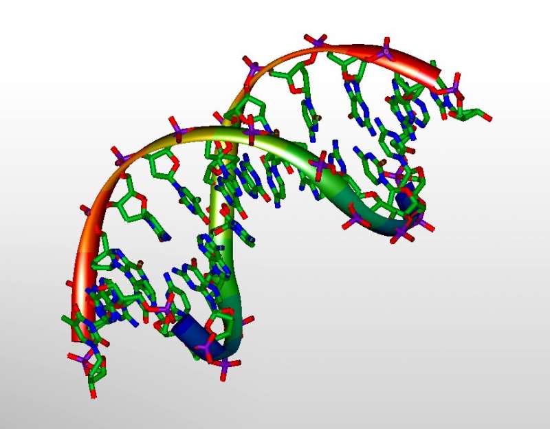 3D-model of DNA. Credit: Michael Ströck/Wikimedia/ GNU Free Documentation License DNA