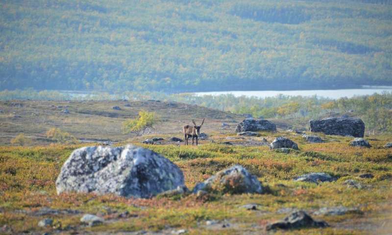 When Arctic tundra greens, undergoing increased plant growth, it can impact wildlife species including reindeer and caribou. Credit: Logan Berner/Northern Arizona University Warming temperatures are driving arctic greening