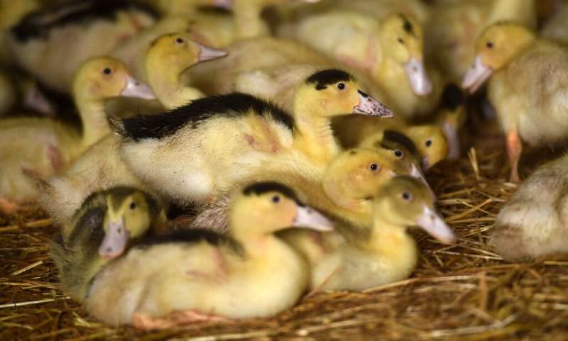 The bird flu spreading through southern France is highly contagious for fowl but poses no health risk to humans The bird flu spreading through southern France is highly contagious for fowl but poses no health risk to humans