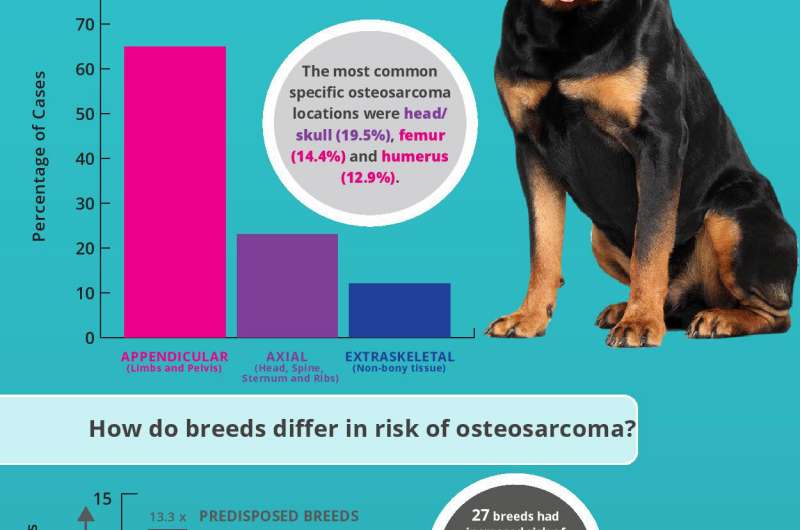 Osteosarcoma (bone cancer) in dogs infographic. Credit: VetCompass Dog's body size and shape could indicate a greater bone tumour risk