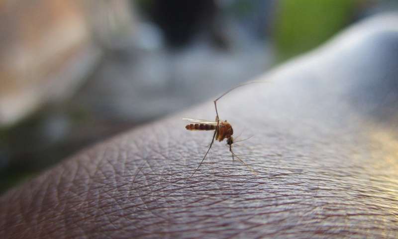 dengue