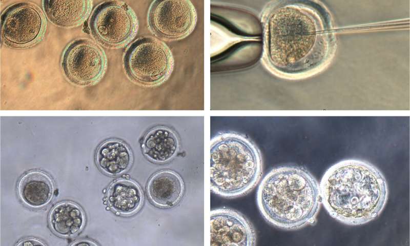 Egg cells harvested from Mauritian cynomolgus macaques (top left) were fertilized (top right) and injected with CRISPR gene editing materials to insert a genetic mutation that cured two men of HIV in the last decade. The growing embryos (developing in the bottom images), if carried to maturity by surrogates, will help researchers study the mutation as a potential treatment for HIV. Credit: Golos and Slukvin labs Gene-edited monkey embryos give researchers new way to study HIV cure
