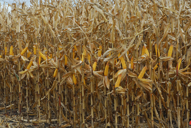 Corn Harvest 53 Corn Harvest 53