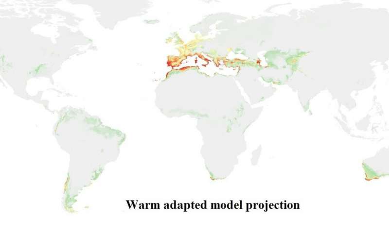 The model that better predicts the colonized region by D. subobscura is the one based on populations with a high frequency of warm chromosomal arrangements. Credit: University of Barcelona Adaptive genetic markers identify the origins and dispersal of invasive species