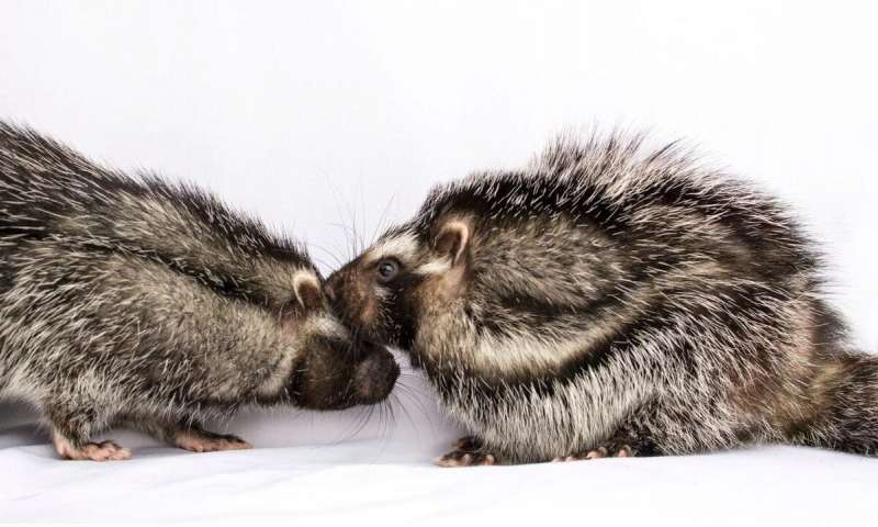 The African crested rat was long thought to be solitary. A new study discovered anunexpectedly rich social life. Credit: Stephanie Higgins The secret social lives of giant poisonous rats