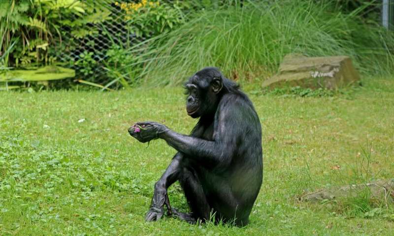 Credit: CC0 Public Domain bonobo