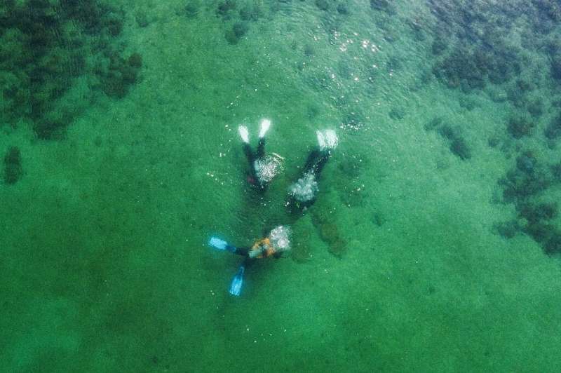 Tiles carrying 400 coral fragments have been laid on a 40 square-metre (430 square-foot) section of sea floor Tiles carrying 400 coral fragments have been laid on a 40 square-metre (430 square-foot) section of sea floor