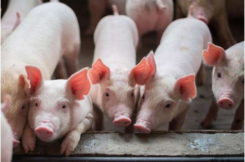 Since 2010, more than 460 swine-flu variant infections have been reported in humans in the United States. Pigs are susceptible to swine, avian, and human influenza viruses, making them the perfect 'mixing vessel' for novel reassorted influenza viruses. A new vaccine tested by researchers offers promise for a pan-influenza and possibly pan-coronavirus development. Credit: Dreamstime Vaccine development software shows promise in influenza effort, could help defeat coronavirus