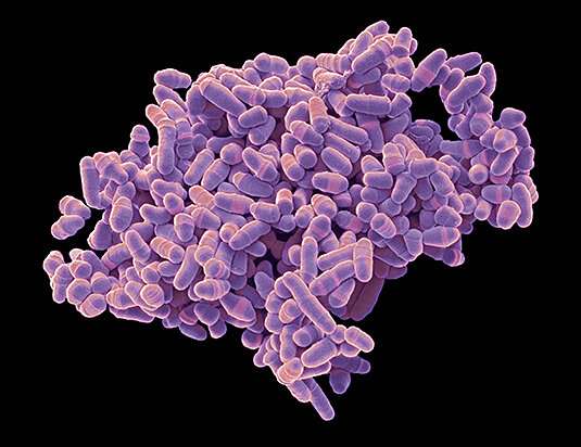 Yeast Cells. Credit: imago images / Steve Gschmeissner / Science Photo Library Speciation in the presence of gene flow