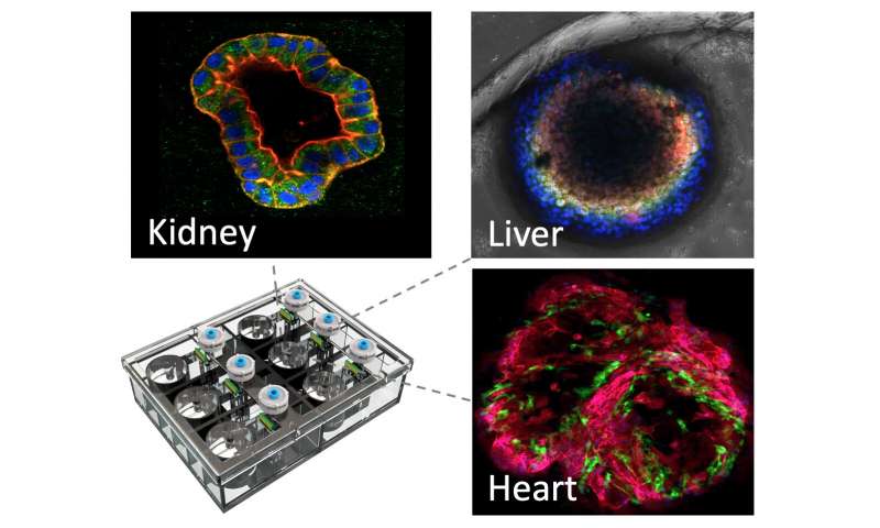 Kidney-on-a-chip offers clues to prevent kidney damage from essential drugs