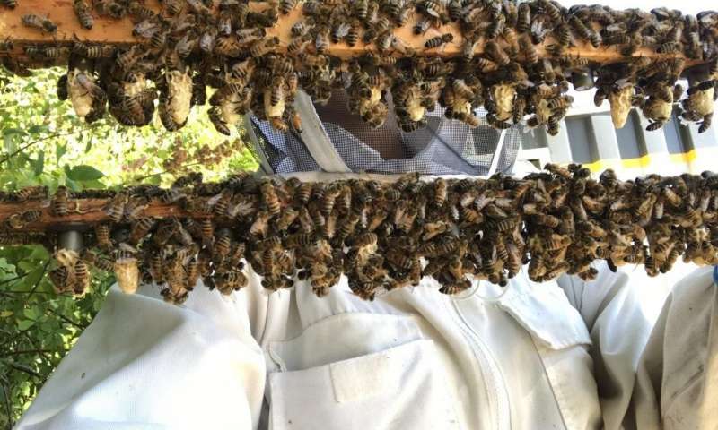 Queen cells ready to go into mating colonies for a queen production operation. Credit: Alison McAfee Scientists find clues to queen bee failure