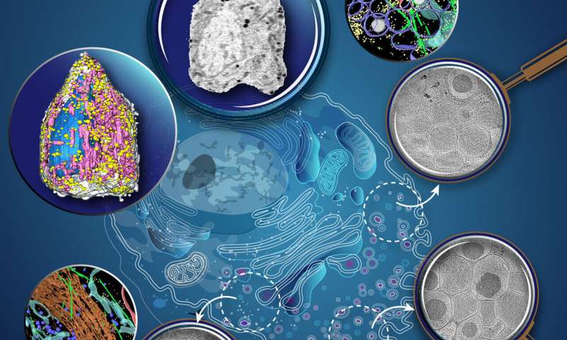 Scientists develop new methods to peer deeply inside insulin-producing pancreas cells. Credit: Katya Kadyshevskaya USC-led researchers develop new way to watch pancreatic cells package insulin