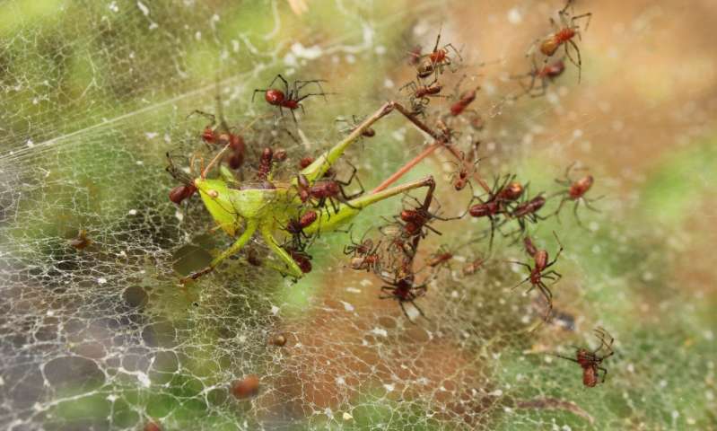 Social spiders catching prey cooperatively in Ecuador. Credit: University of Portsmouth The benefits of being social, from a spider’s perspective