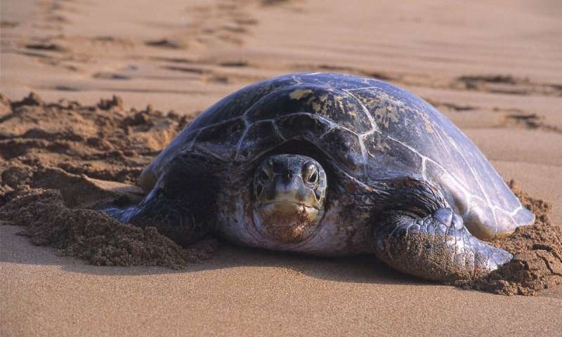 Green turtle on beach in Western Australia. Credit: Kellie Pendoley Satellite tracking finds turtle foraging areas in Australia's north-west