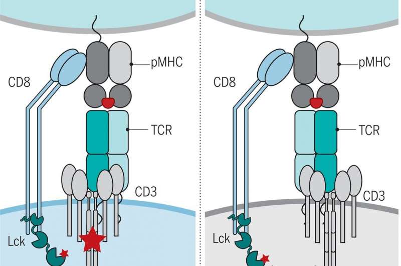 The canonical polarity of TCR–pMHC docking is essential for colocalization of CD3 and coreceptor-associated Lck and for productive TCR signaling. Schematic shows how canonical TCR–pMHC recognition colocalizes Lck and CD3, driving TCR-mediated signaling. By contrast, a reversed TCR–pMHC recognition polarity mislocalizes Lck and CD3, impeding signaling. Credit: <i>Science</i> (2021). DOI: 10.1126/science.abe9124 Fundamental advance in understanding T cell immunity