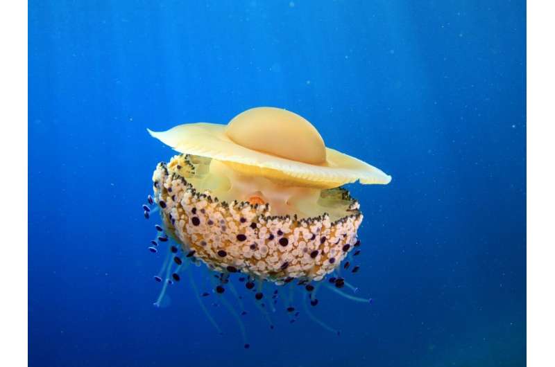 The jellyfish, Cotylorhiza tuberculata, from Naples, Italy hosts the symbiotic algae Philozoon medusarum. Credit: Marco Cannavacciuolo Scientists resurrect 'forgotten' genus of algae living in marine animals