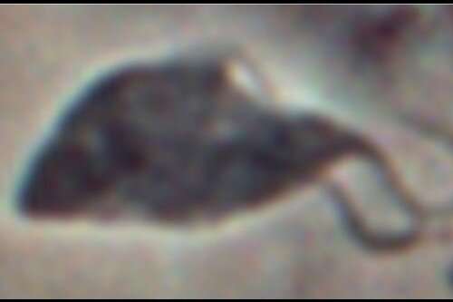Trypanosome cell during meiosis producing the first gamete. Credit: Dr Lori Peacock Sex cells in parasites are doing their own thing
