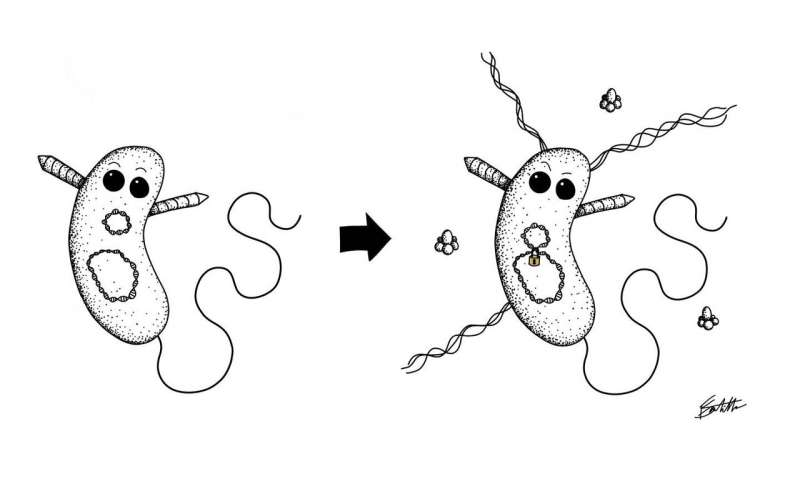 Pandemic Vibrio cholerae (right) locks down a DNA element (Aux3) that was previously mobile in harmless, environmental strains of Vibrio cholerae (left). Credit: Francis J. Santoriello CCNY scientists provide new insights into cholera microbe and chances of pandemic strain