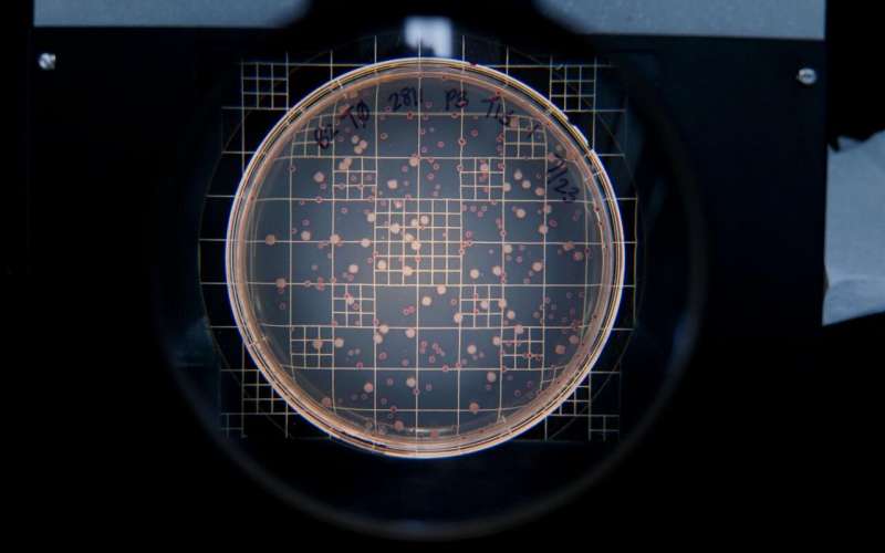 After competing in flasks, different strains of bacteria are moved to agar plates where researchers can evaluate the "winner" by counting numbers of those that survived. Bacteria are identified with red and white markers. Credit: Meyer Lab, UC San Diego Trained viruses prove more effective at fighting antibiotic resistance