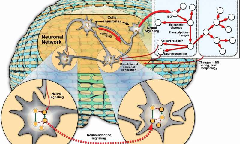 Neuronal network (NN)–gene regulatory network (GRN) interactions. Spatial dimensions (Bottom): Different cells (neurons), connected by the NN, may exhibit different GRN activities, even though the GRN itself is unchanged. GRN includes activating (green arrow) and repressive (red hammer) relationships between genes (circles). Gene expression is indicated by black or gray border, representing high and low expression, respectively. Signals carried by NN may influence gene expression in a cell (arrow labeled “Neural Signaling”), and activity of the GRN in one cell may influence gene expression in another cell, for instance via neuroendocrine signaling. Temporal dimensions (Top Right, thicker arrows indicate faster interactions): Fast (millisecond-to-second scale) message transmission by the NN (“Neural firing”) can induce, via neural signaling, the activity of immediate early genes (IEGs) associated with behavior, setting off a cascade of slower transcriptional and epigenetic changes mediated by a behavioral GRN (bGRN) on the scale of seconds to days. These changes may feed back to the NN if levels of neuroreceptors or neurotransmitters are affected. In some cases, bGRN-mediated changes can lead to developmental changes, mediated by dGRNs, on a slow timescale of days, months, or even across generations. These slow developmental changes may affect brain morphology and cause neuronal growth or rewiring, thus feeding back into the NN. Credit: University of Illinois at Urbana-Champaign Integration of gene regulatory networks in understanding animal behavior