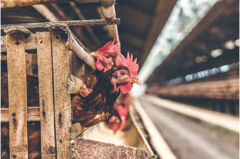 Credit: Unsplash/CC0 Public Domain chicken farm