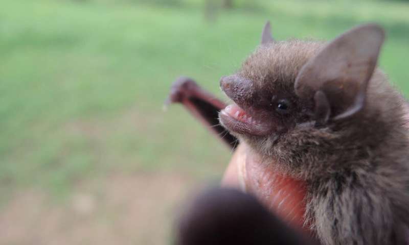 A banana bat found to represent a new genus, Afronycteris. Credit: Bruce Patterson, Field Museum Penis bones, echolocation calls, and genes reveal new kinds of bats